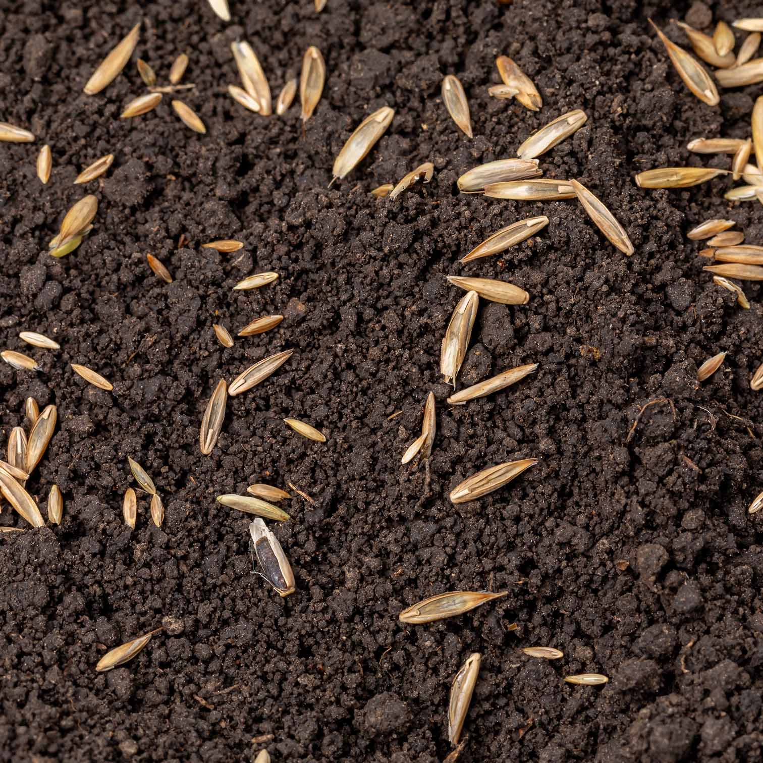 Signature Lawn Seed - 1kg Bag - Image 5