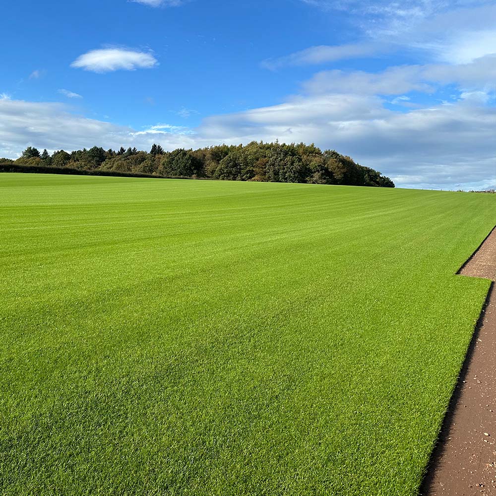 TurfWorld Signature Turf – Lawn Turf Rolls - Image 6