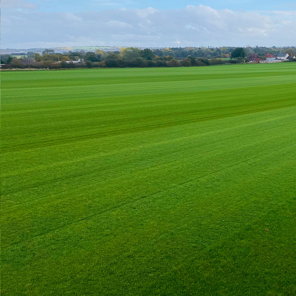 TurfWorld Signature Turf – Lawn Turf Rolls - Image 4